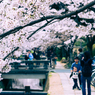 桜06