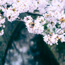 桜08