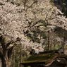 朝倉の春Ⅱ