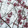 桜09