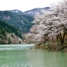 水温む　川辺に咲くや　待ち桜