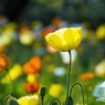 April magic