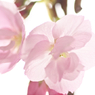 遅咲きの桜。