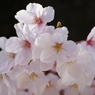 桜花ふわり