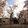 山高神代桜