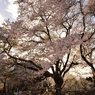 桜　花　花見　実相寺