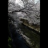 桜三昧37　神田川桜13