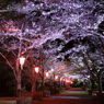 夜桜の通り
