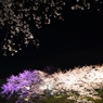 空には満天の桜星が・・・