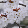 白い花