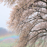 虹桜Ⅱ