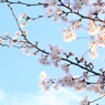 朝一番の光
