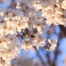 朝陽の中で・・・