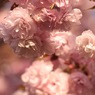 oh! pink