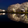 夜桜
