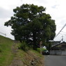楠２