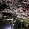 夜桜のライトアップ