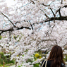 桜10