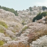 奈良 吉野山 上千本 日本の風景