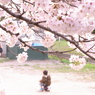 少年と桜