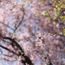 薄紅色の空に