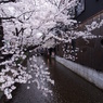 花びらを集めてはやし高瀬川