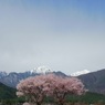 常念岳と桜