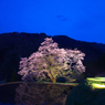 水田に写り込む桜。