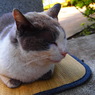 猫の島の猫
