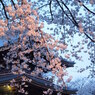 夕桜と夜桜の狭間　その１