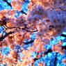 夕桜と夜桜の狭間　その２