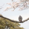 今日は暖かい。