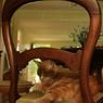 チェアーキャット。