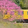 50643135