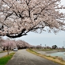 我が郷土に桜あり２