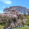 三春滝桜　２