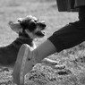 ドックラン｜愛犬