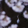 花見鳥
