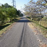街道近くの農道
