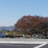 大楠から直線が京街道