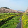 草場川の桜並木