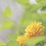 何の花??(八重山吹)