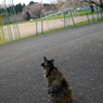 サビ猫