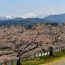 北アルプスと桜