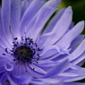 Anemone