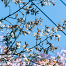 桜13
