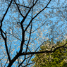 桜14