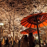 満天の桜