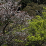 桜に緑－２