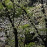 桜に緑－３